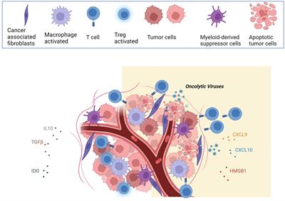 Oncolytic virus and CAR-T cell therapy in solid tumors